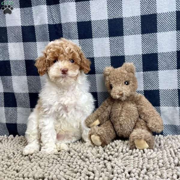 Nita, Miniature Poodle Puppy